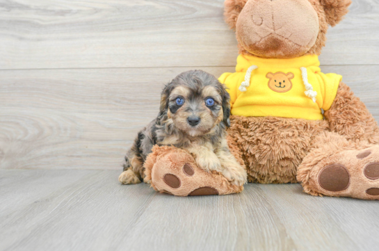Small Mini Aussiedoodle Baby