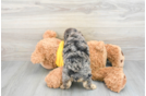 Fluffy Mini Aussiedoodle Poodle Mix Pup