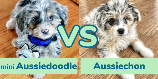 Mini Aussiedoodle vs Aussiechon Comparison