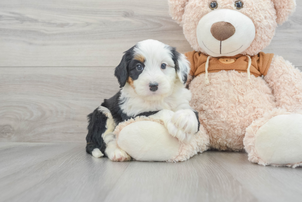 Mini Bernedoodle Aldo: 5lb 12oz Doodle Puppy