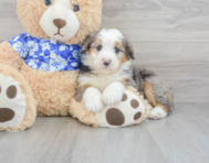 8 week old Mini Bernedoodle Puppy For Sale - Premier Pups