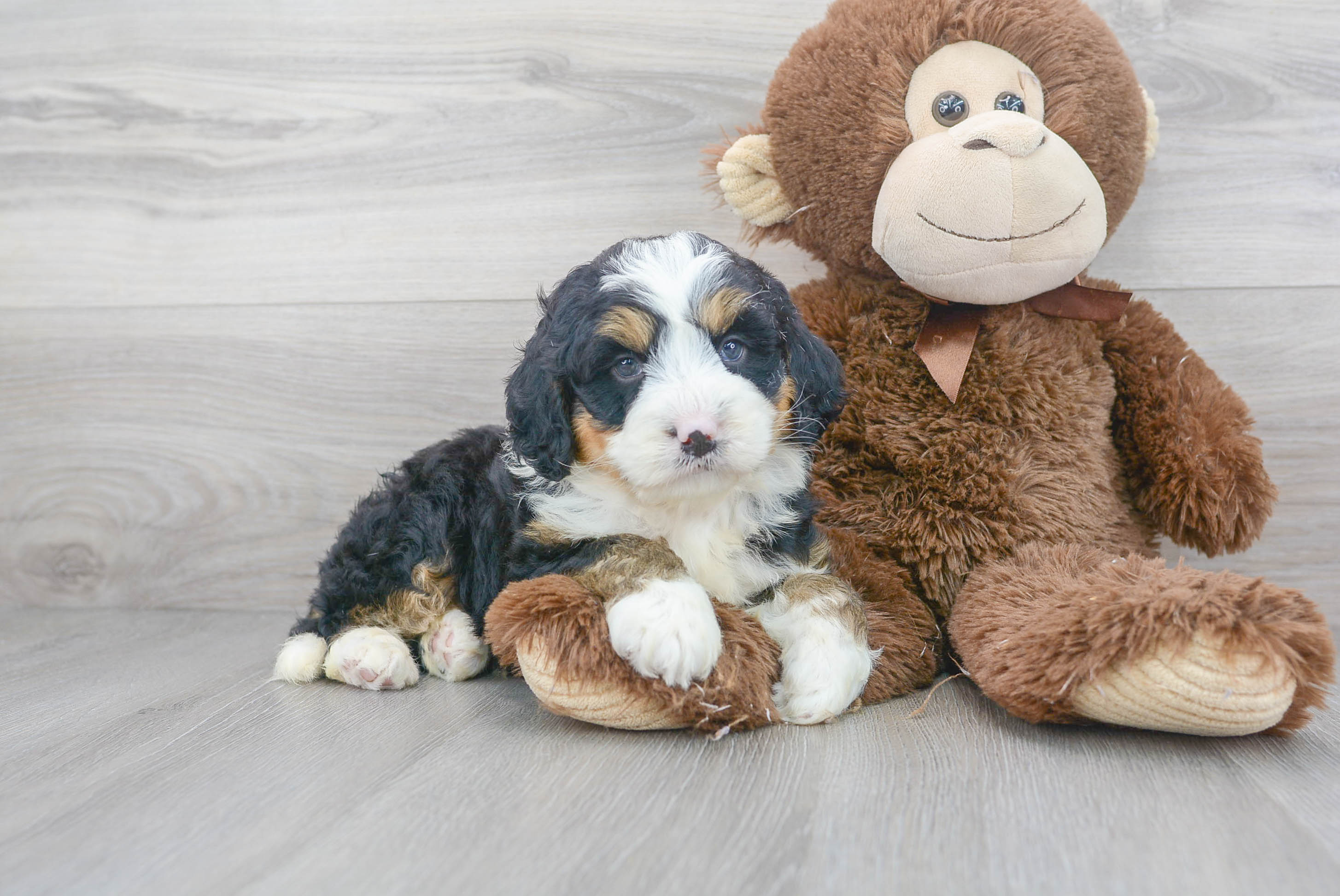 ben teacup poodles