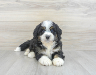 6 week old Mini Bernedoodle Puppy For Sale - Premier Pups