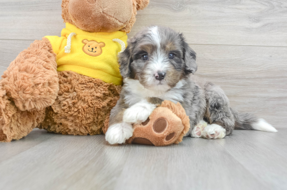 6 week old Mini Bernedoodle Puppy For Sale - Premier Pups