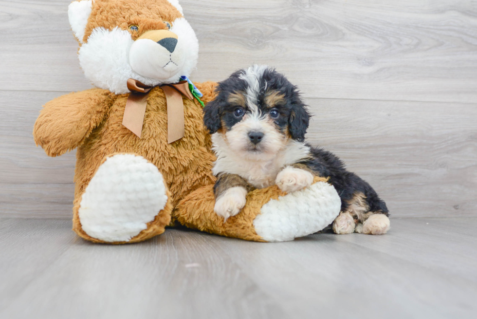 Meet Benny - our Mini Bernedoodle Puppy Photo 1/3 - Premier Pups