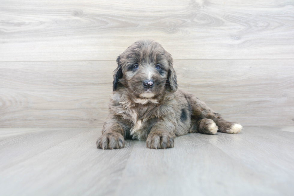 Meet Benny - our Mini Bernedoodle Puppy Photo 2/3 - Premier Pups