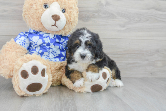 Best Mini Bernedoodle Baby