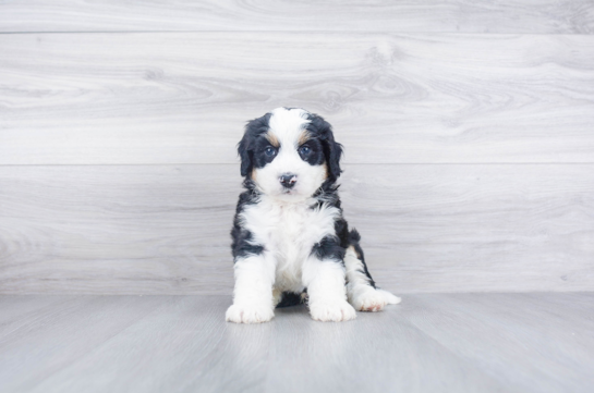 Mini Sheepadoodle for Sale | Premier Pups located in Ohio