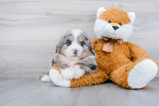 Small Mini Bernedoodle Baby