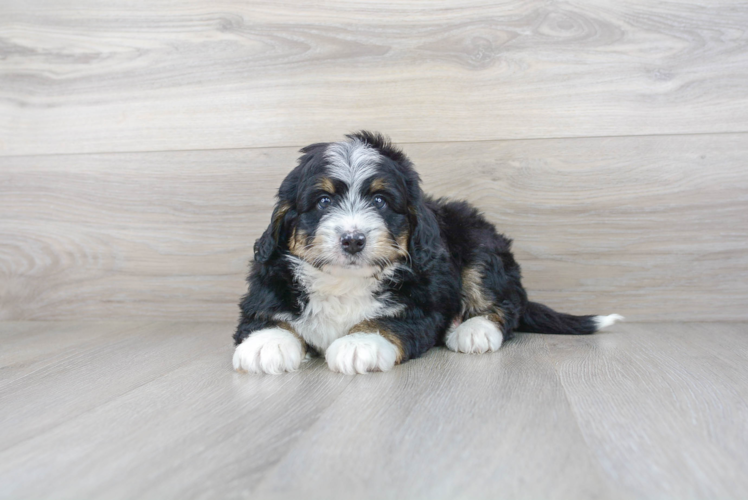 Meet Benson - our Mini Bernedoodle Puppy Photo 1/3 - Premier Pups
