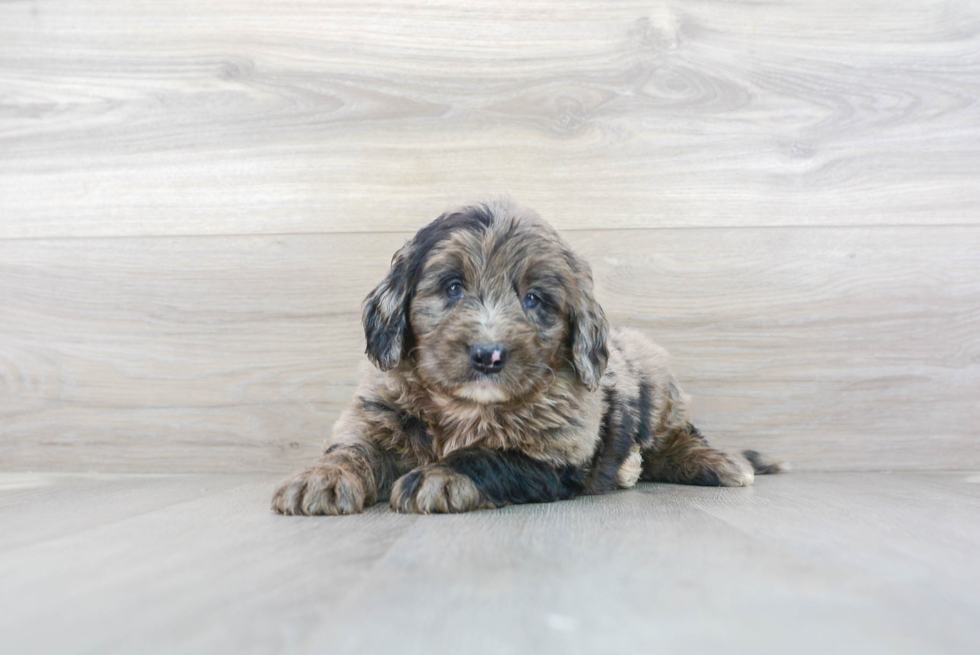 Meet Benson - our Mini Bernedoodle Puppy Photo 2/3 - Premier Pups