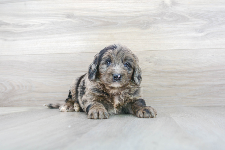 Meet Benson - our Mini Bernedoodle Puppy Photo 1/3 - Premier Pups