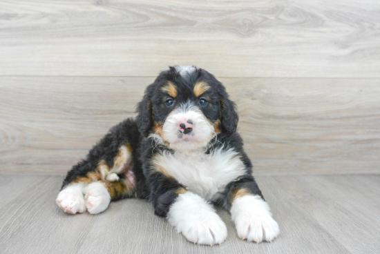 Friendly Mini Bernedoodle Baby