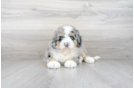 Meet Berlin - our Mini Bernedoodle Puppy Photo 1/3 - Premier Pups