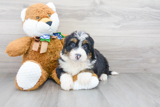 Mini Bernedoodle Pup Being Cute