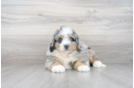 Meet Bernard - our Mini Bernedoodle Puppy Photo 1/3 - Premier Pups