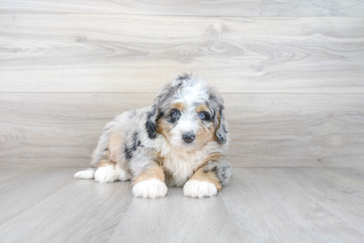 Meet Bernard - our Mini Bernedoodle Puppy Photo 2/3 - Premier Pups