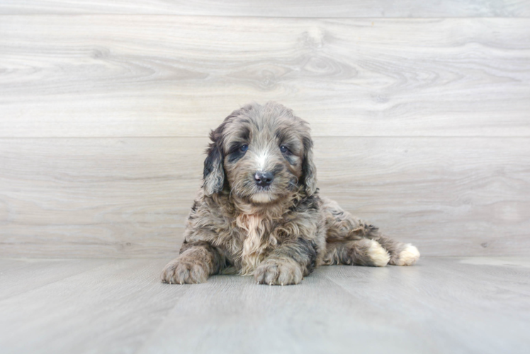 Meet Bernard - our Mini Bernedoodle Puppy Photo 1/3 - Premier Pups
