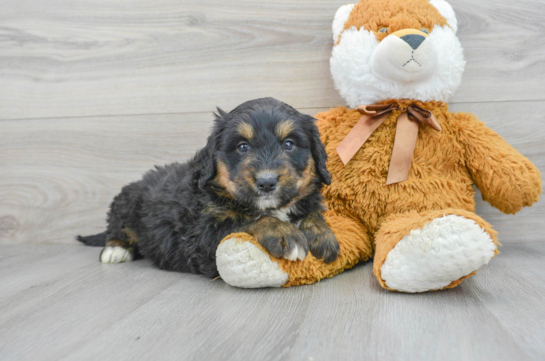 Petite Mini Bernedoodle Poodle Mix Pup