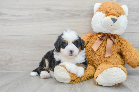 Fluffy Mini Bernedoodle Poodle Mix Pup