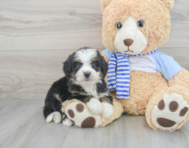 6 week old Mini Bernedoodle Puppy For Sale - Premier Pups