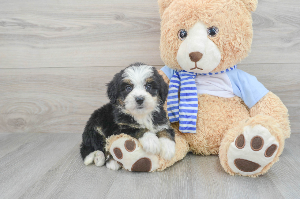 6 week old Mini Bernedoodle Puppy For Sale - Premier Pups