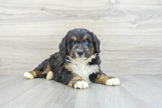 Fluffy Mini Bernedoodle Poodle Mix Pup