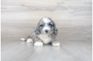 Meet Bernie - our Mini Bernedoodle Puppy Photo 1/3 - Premier Pups