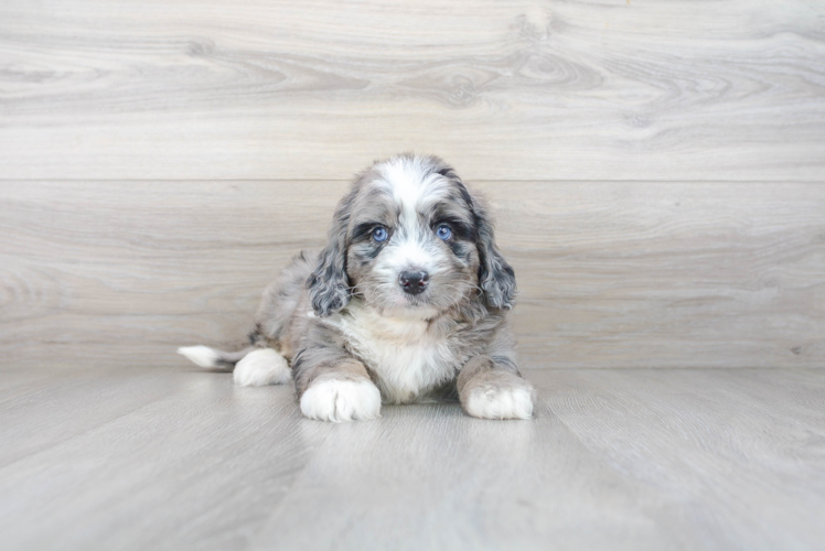 Meet Bernie - our Mini Bernedoodle Puppy Photo 1/3 - Premier Pups