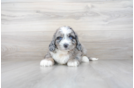 Meet Bernie - our Mini Bernedoodle Puppy Photo 2/3 - Premier Pups