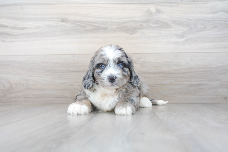 Meet Bernie - our Mini Bernedoodle Puppy Photo 2/3 - Premier Pups
