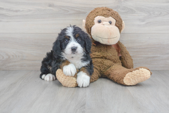 Best Mini Bernedoodle Baby