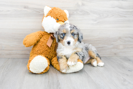 Best Mini Bernedoodle Baby