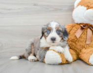 6 week old Mini Bernedoodle Puppy For Sale - Premier Pups
