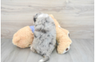Mini Bernedoodle Pup Being Cute