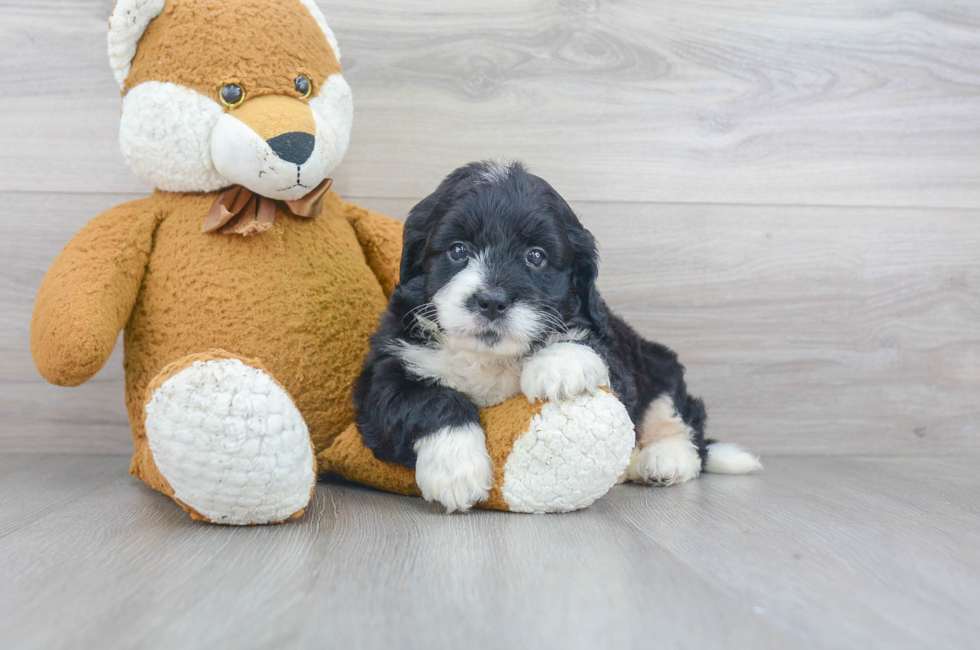 Mini Sheepadoodle for Sale | Premier Pups located in Ohio