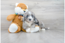Meet Beyonce - our Mini Bernedoodle Puppy Photo 1/3 - Premier Pups