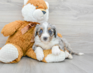 7 week old Mini Bernedoodle Puppy For Sale - Premier Pups