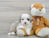 5 week old Mini Bernedoodle Puppy For Sale - Premier Pups