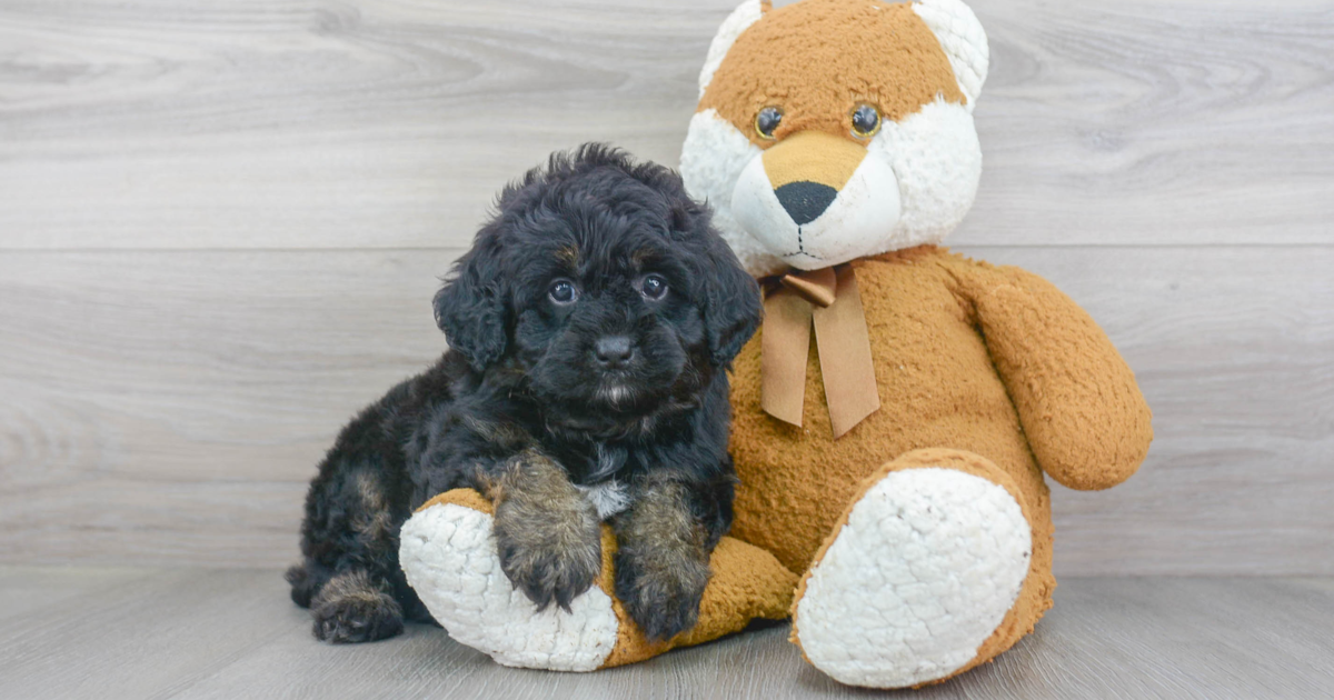 Friendly Mini Bernedoodle Bombay: 4lb 15oz Doodle Puppy