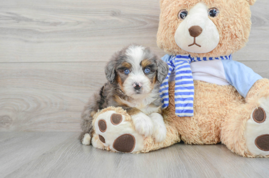 Hypoallergenic Mini Berniedoodle Poodle Mix Puppy