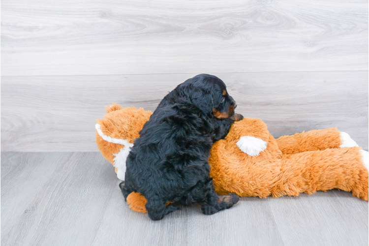  F1 MINI BERNEDOODLE PUPPY