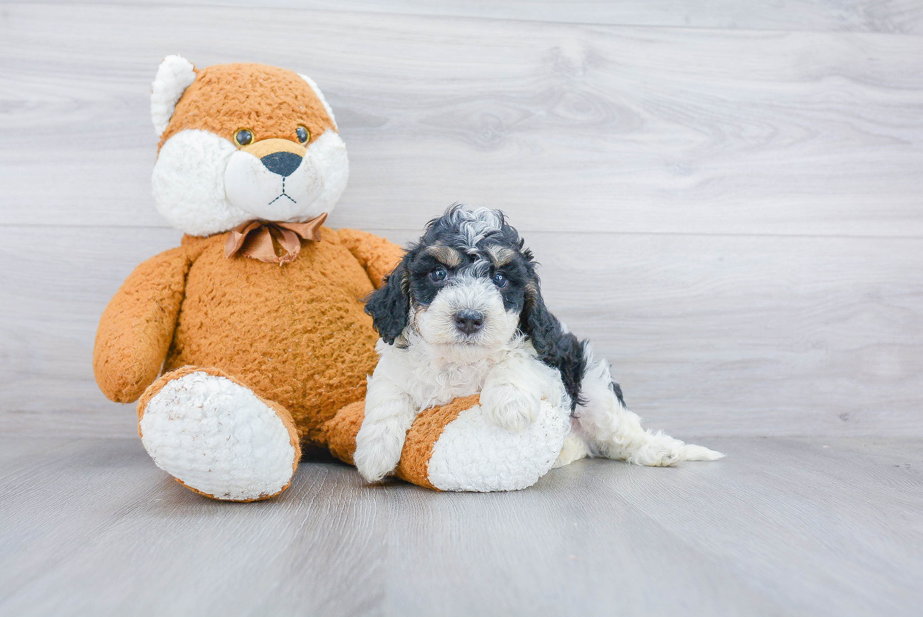 bernedoodle stuffed animal