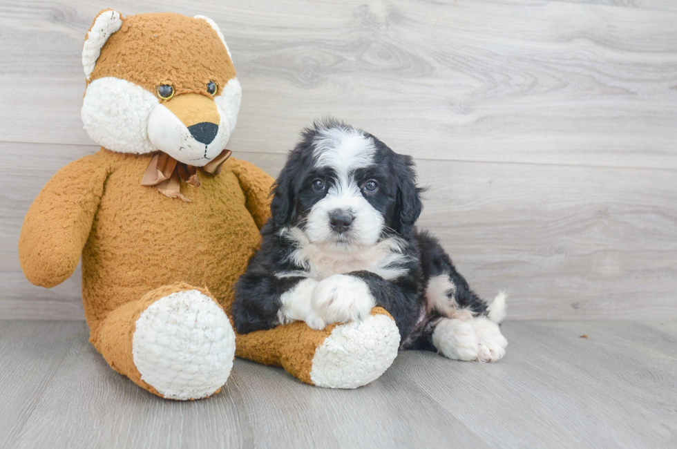 Mini Sheepadoodle for Sale | Premier Pups located in Ohio
