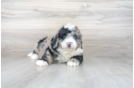 Meet Brendon - our Mini Bernedoodle Puppy Photo 1/3 - Premier Pups