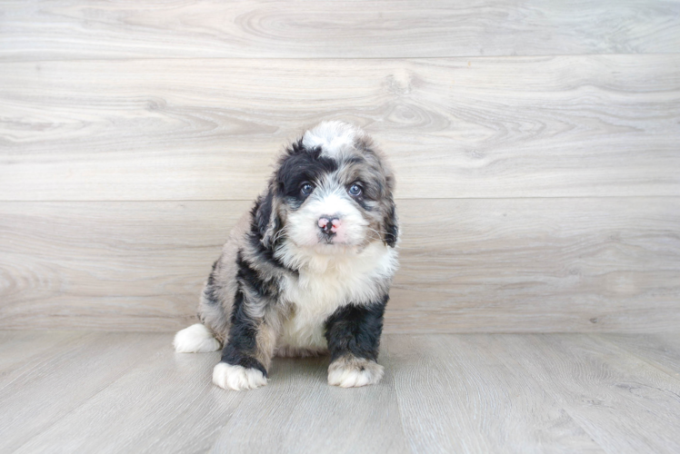 Meet Brendon - our Mini Bernedoodle Puppy Photo 2/3 - Premier Pups