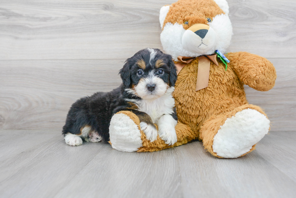 Meet Brendon - our Mini Bernedoodle Puppy Photo 2/3 - Premier Pups