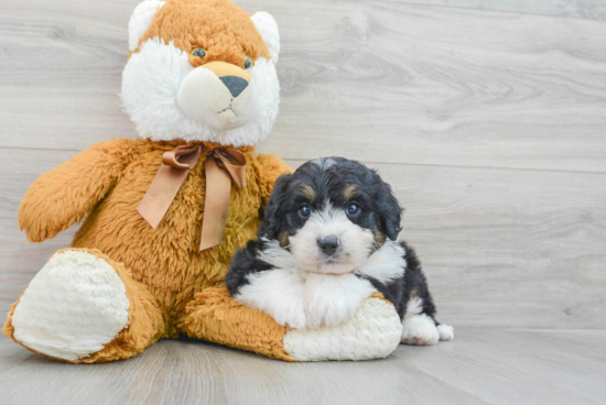 Mini Bernedoodle Pup Being Cute