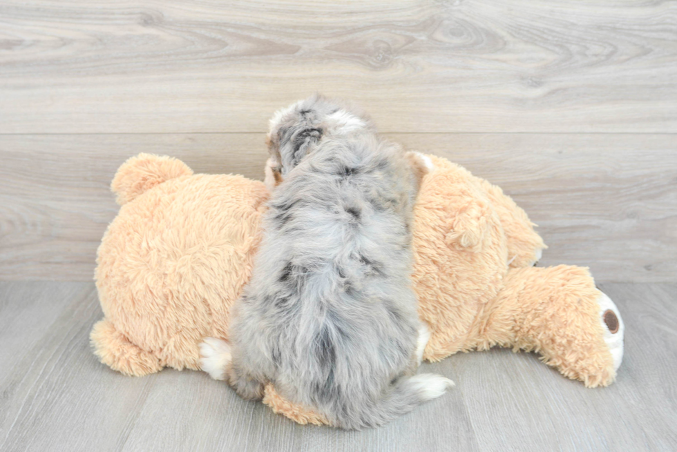 Friendly Mini Bernedoodle Baby