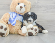 9 week old Mini Bernedoodle Puppy For Sale - Premier Pups